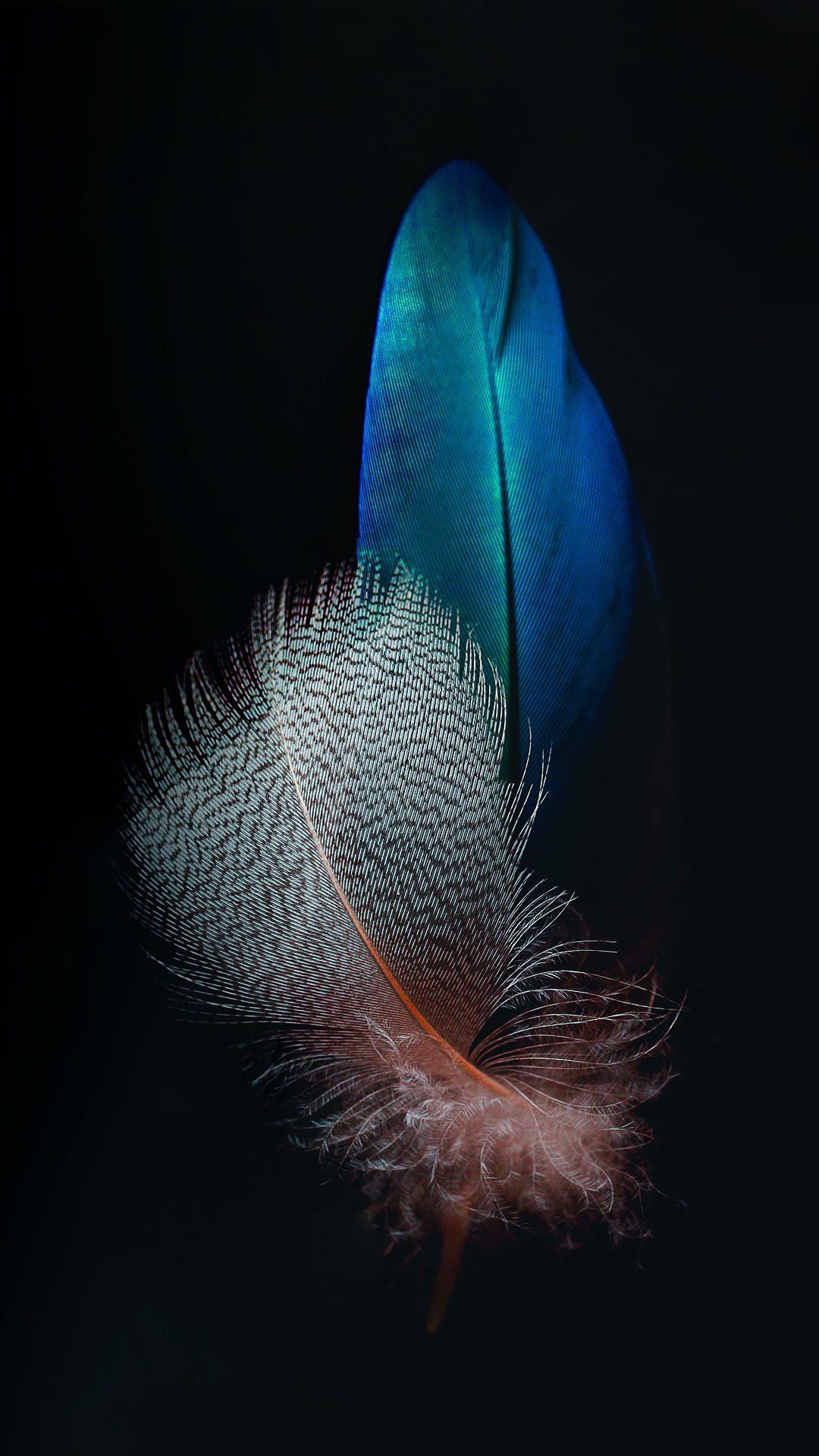 Feathers.jpg