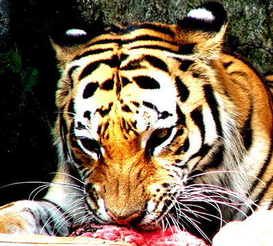 feeding_tiger.jpg