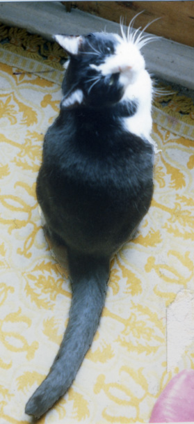 felixcat.jpg