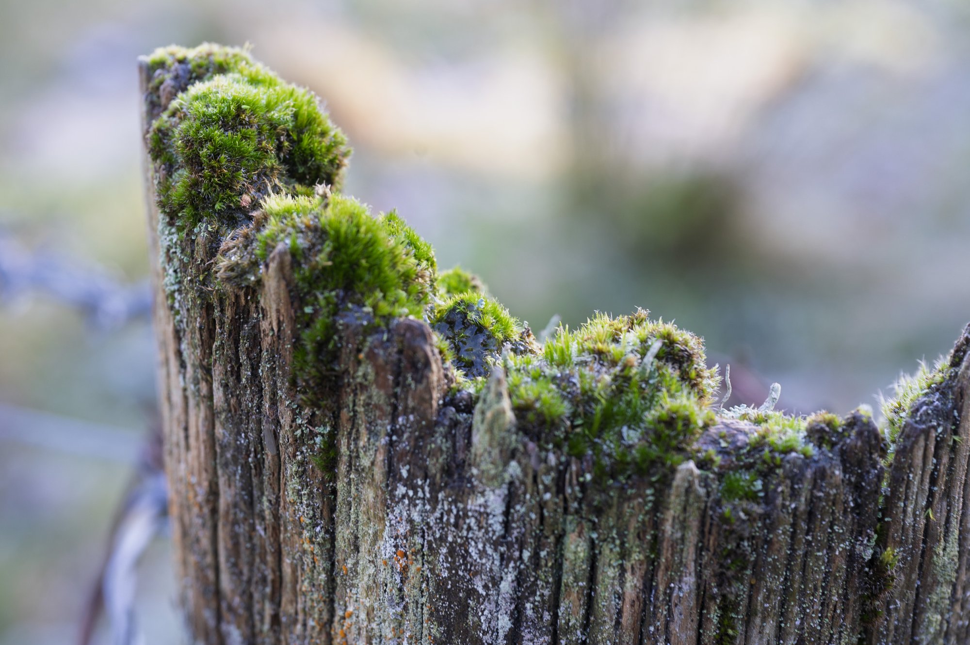 Fencepost20251120-1.jpg