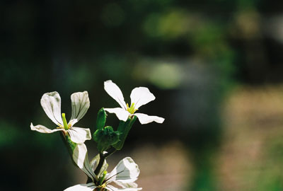 FH000018.jpg