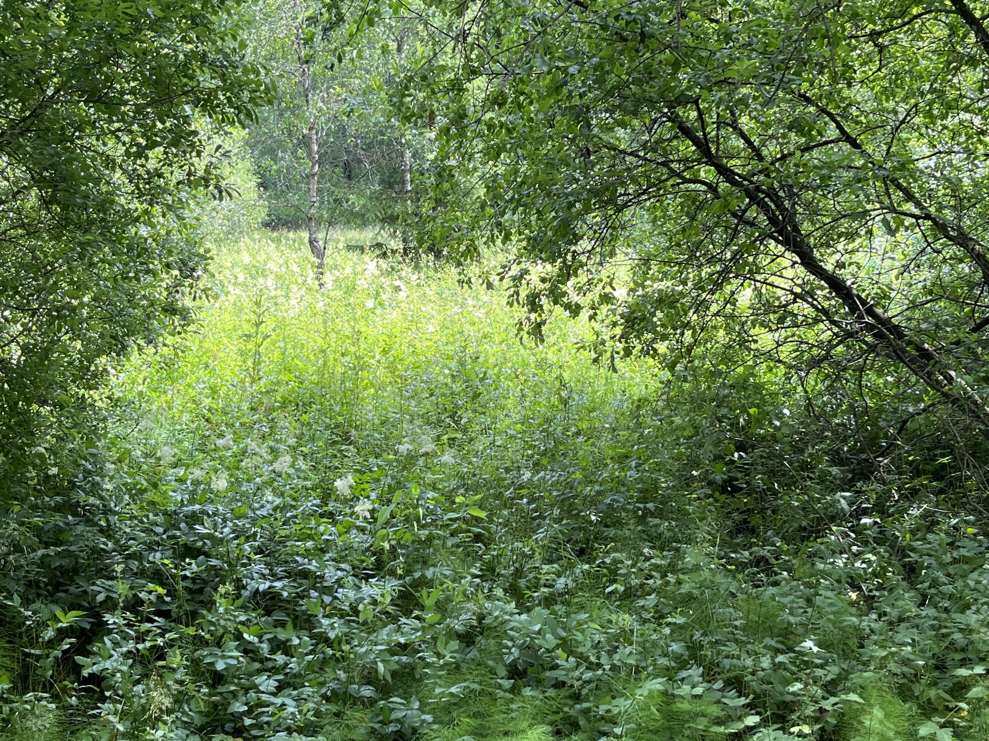 Filipendula.jpeg