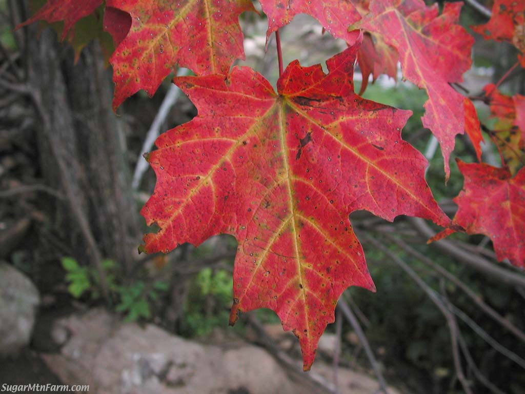 FirstFallFoliage20050901B.jpg