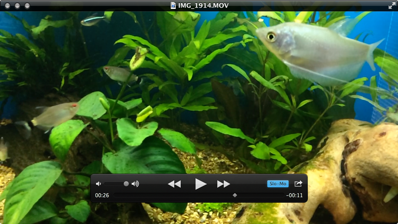 fish2.png