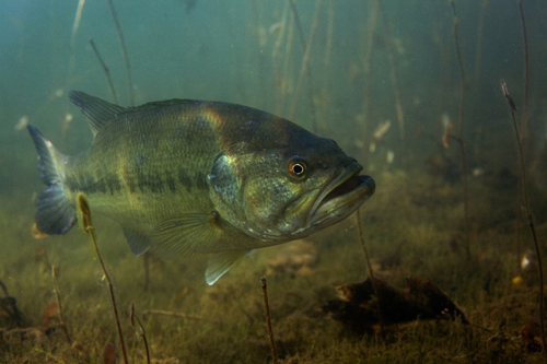 Fish_0120.jpg