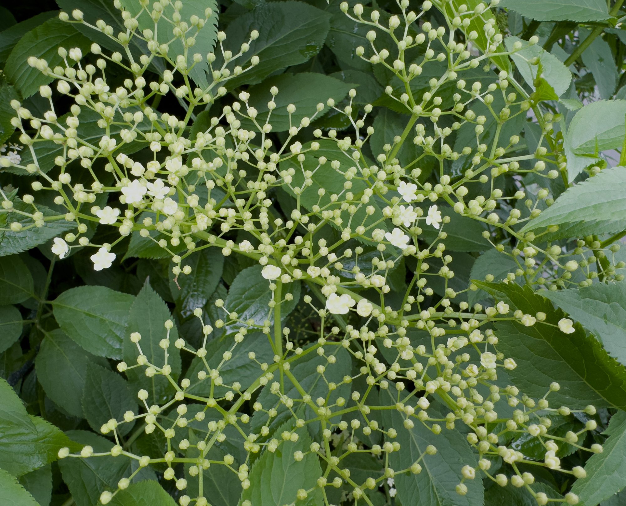 flower-0966.jpg