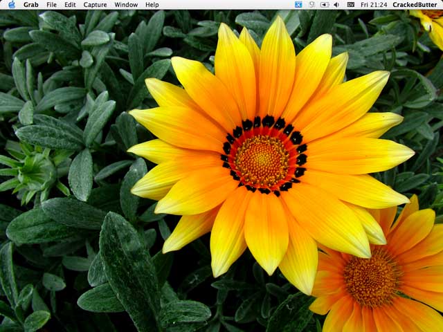 flower 1.jpg