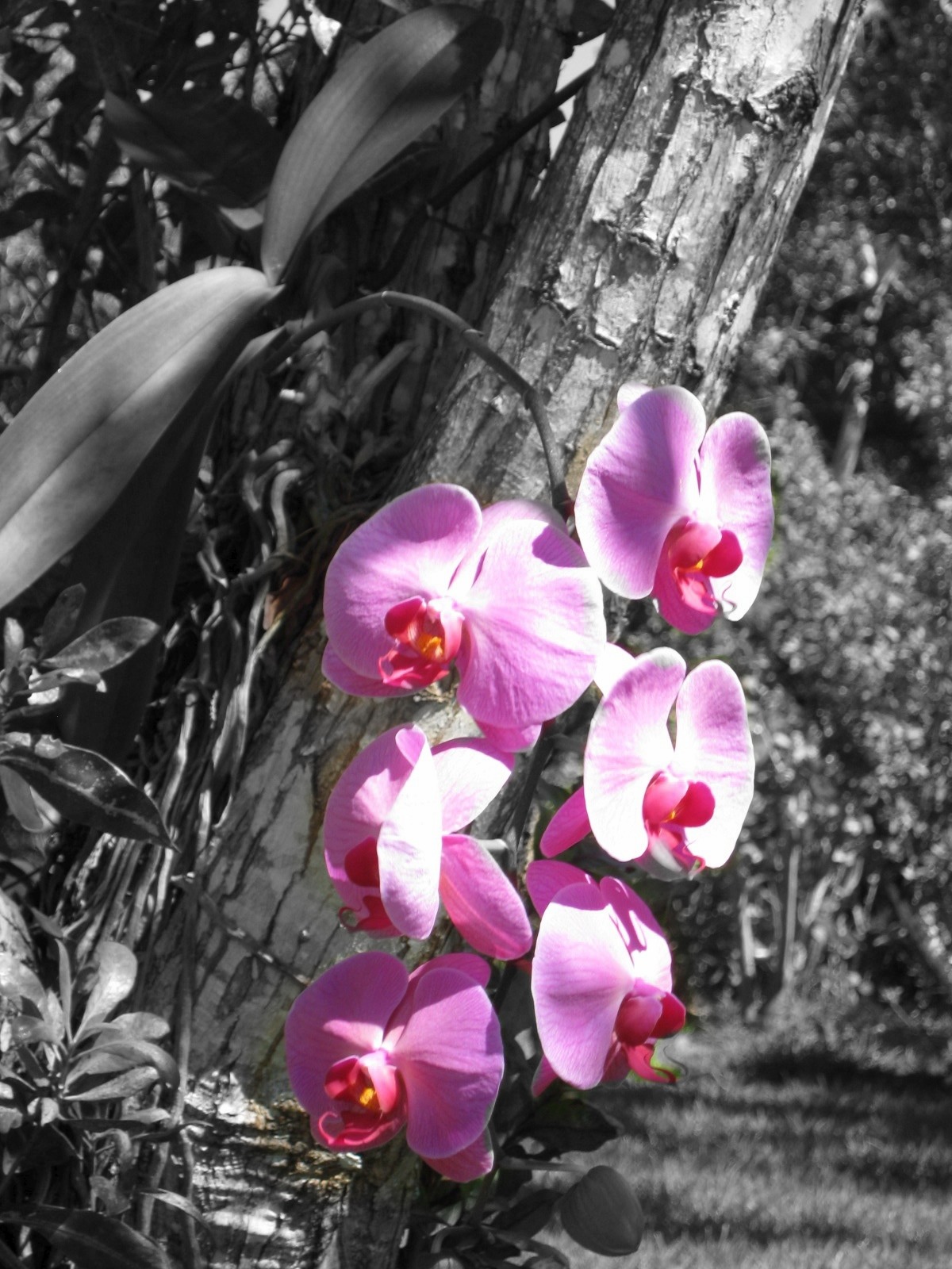 flower.jpg