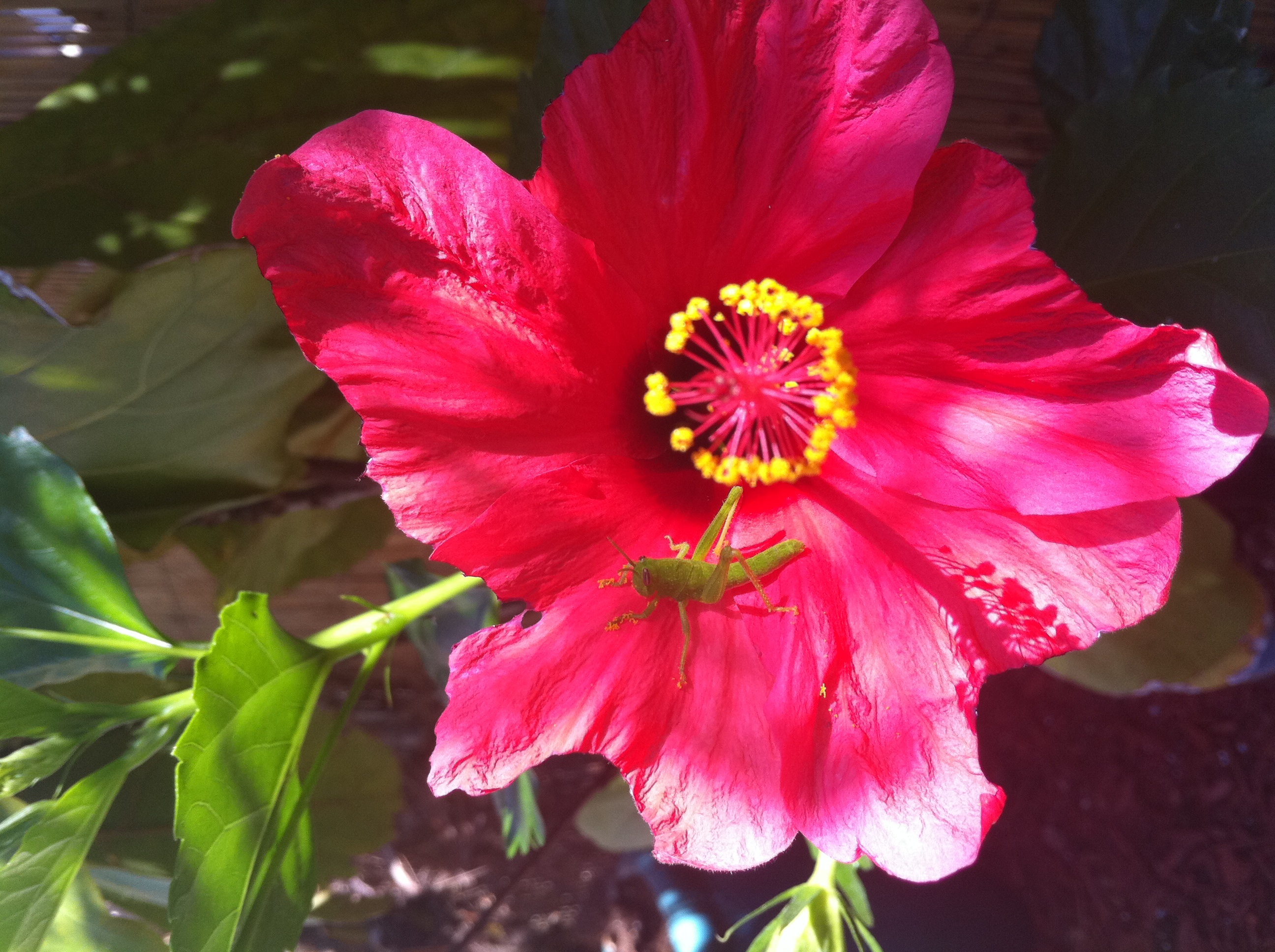 Flower.jpg