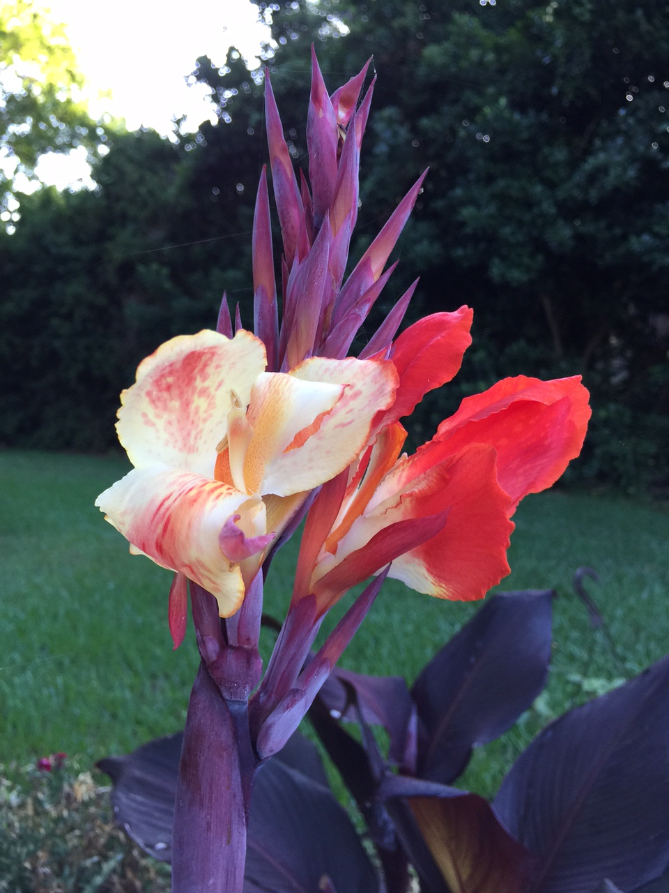 Flower.jpg