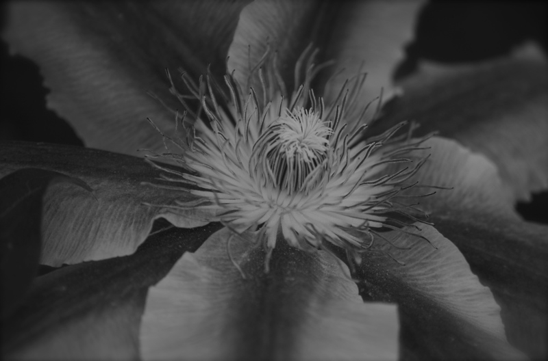 flower2.jpg