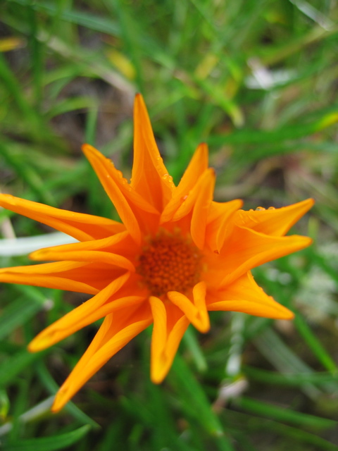 flower3.jpg