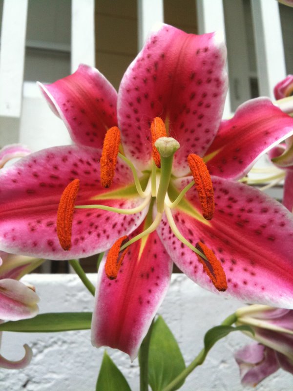 Flowers 007.jpg