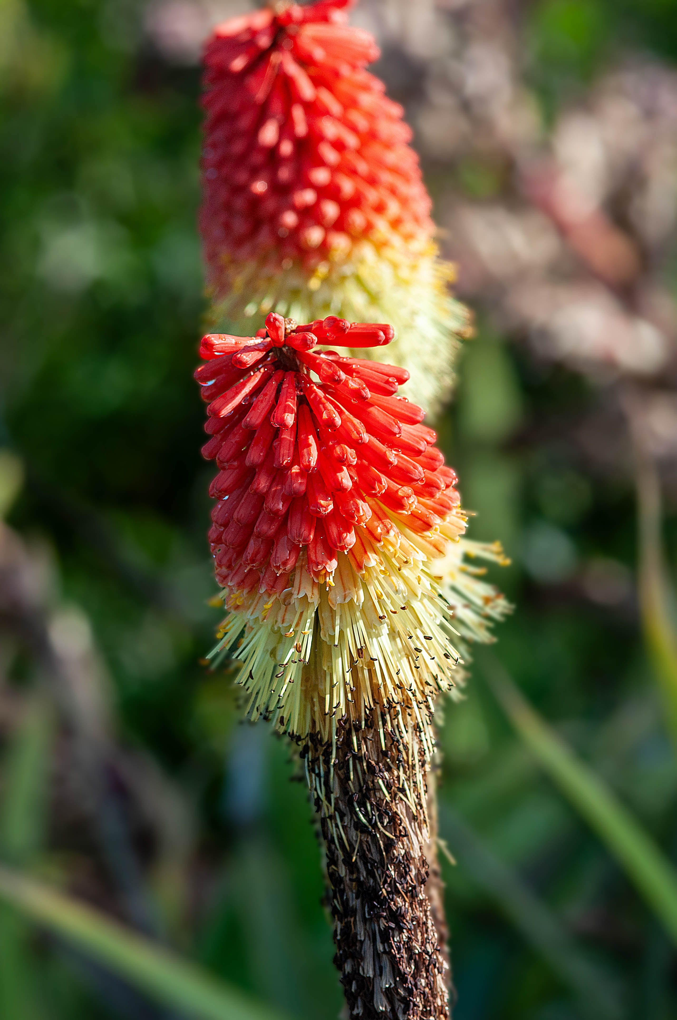 Flowers-070422-22.jpg