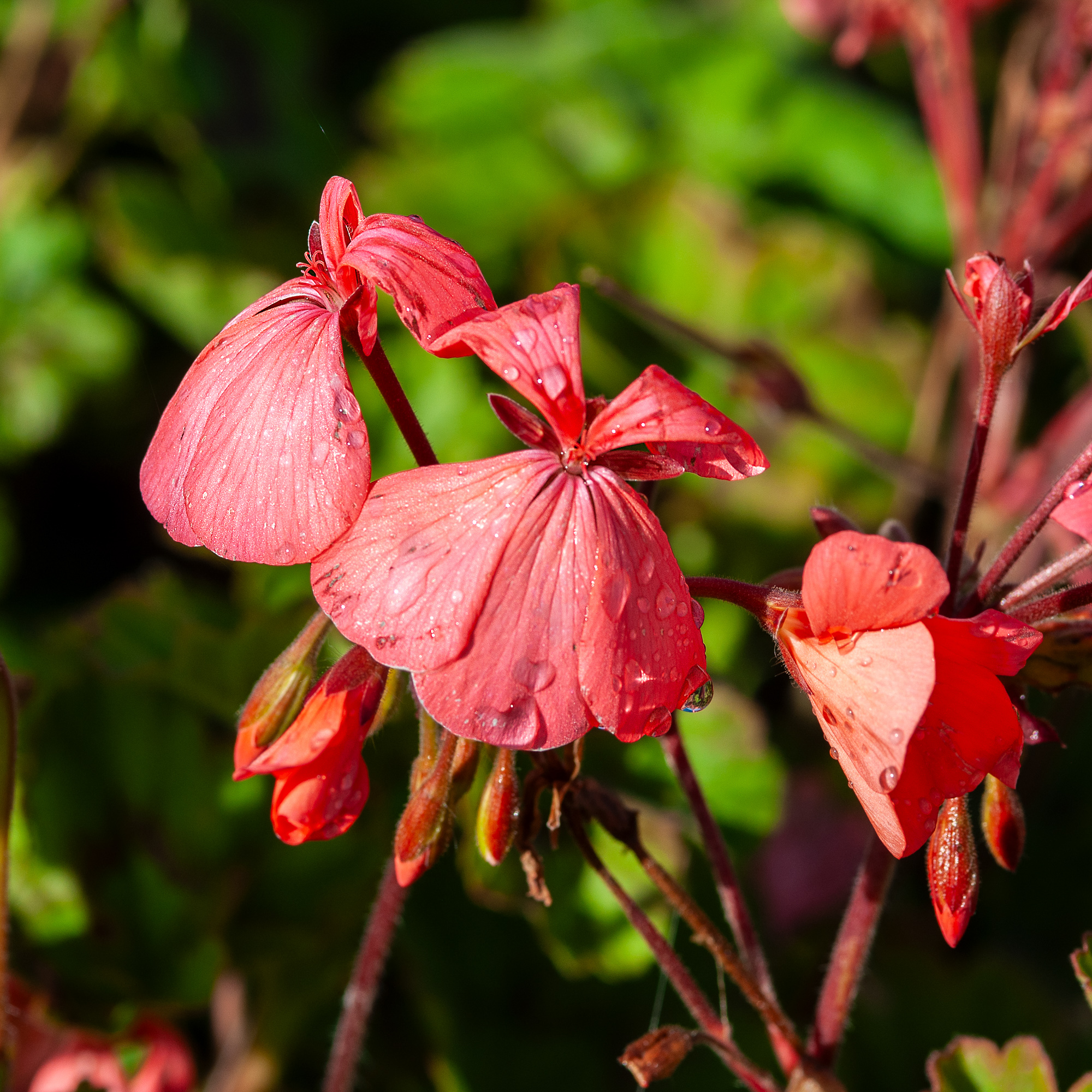 Flowers-070422-9.jpg