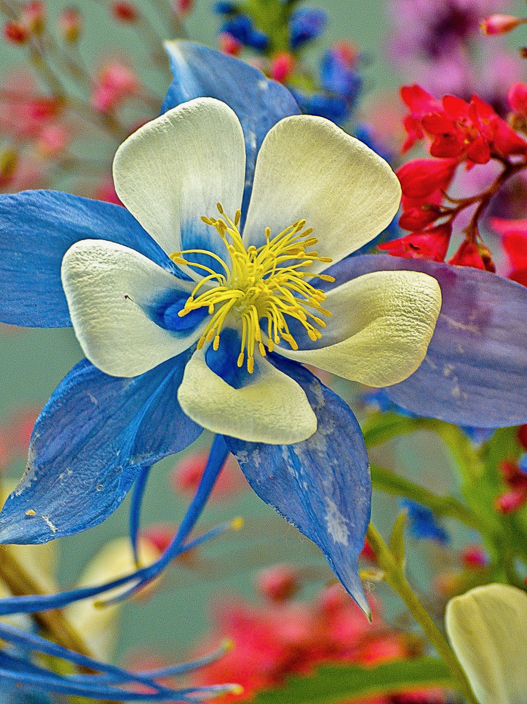flowers - 1.jpeg