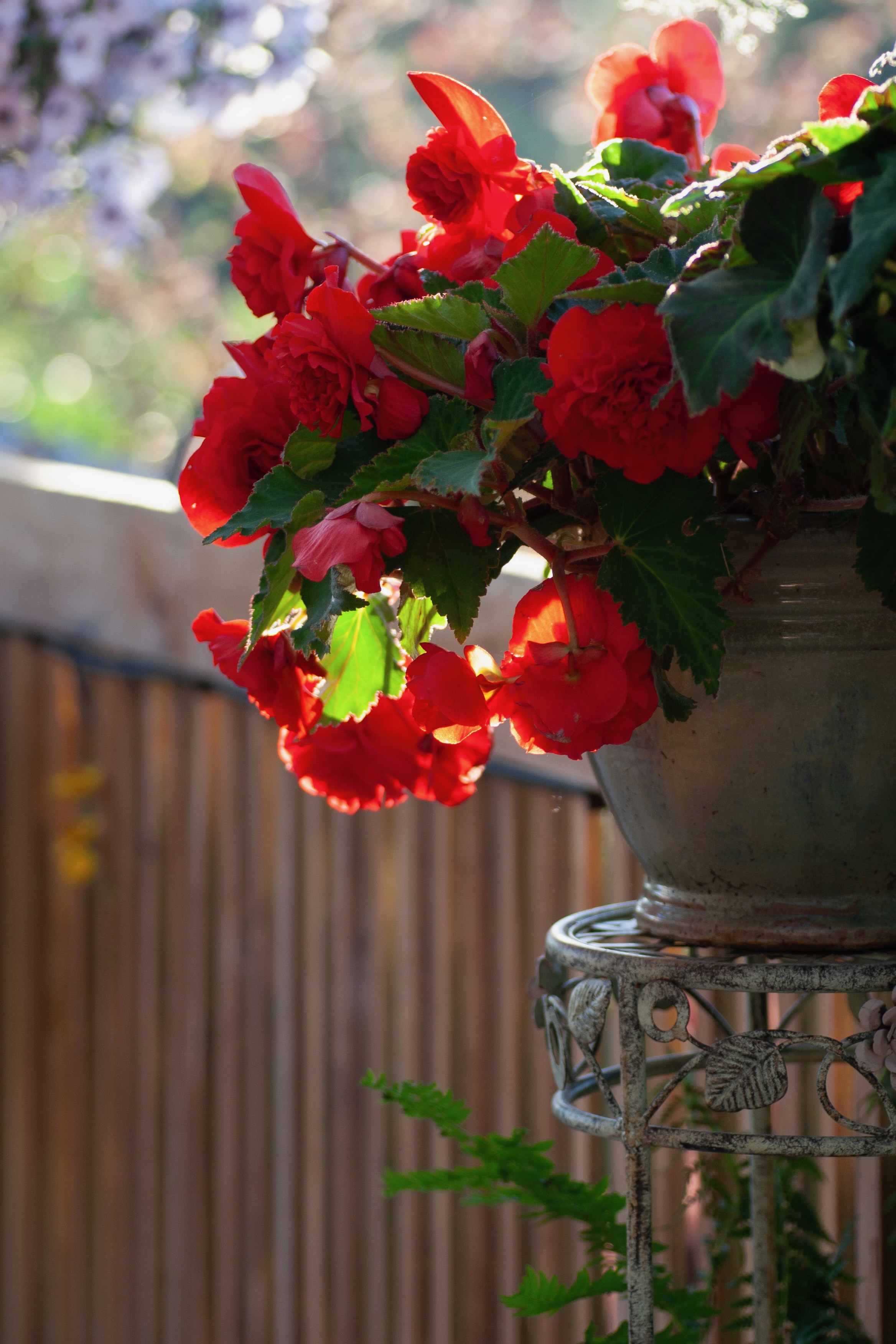 flowers - 1.jpeg