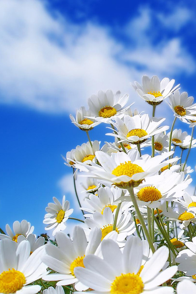 flowers-1.jpg