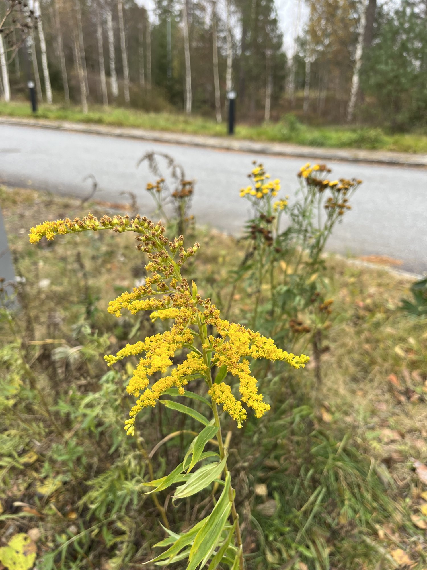 Flowers.jpeg