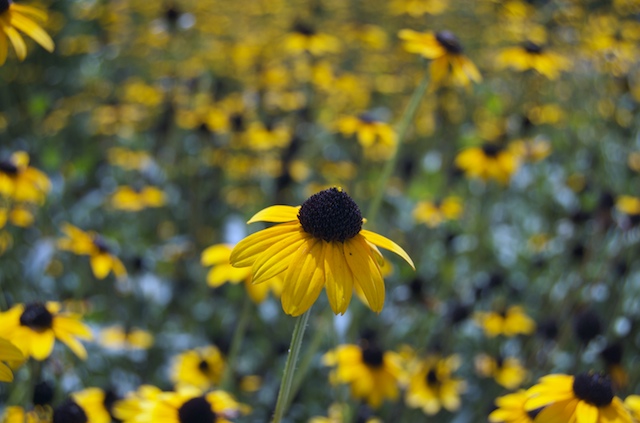 Flowers.jpg