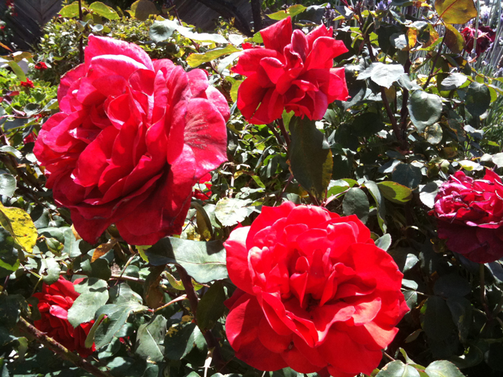 flowers.jpg