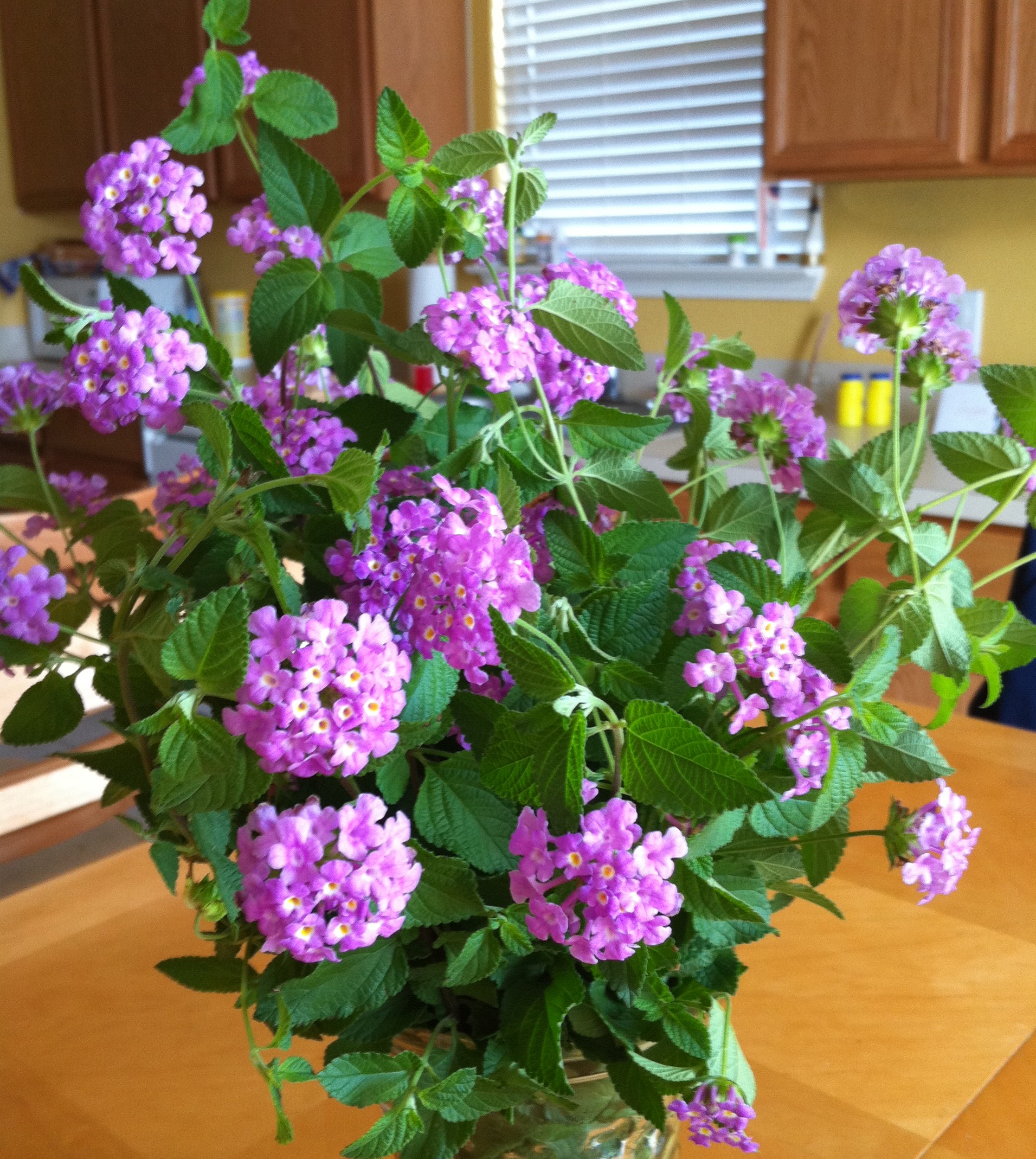 Flowers.jpg