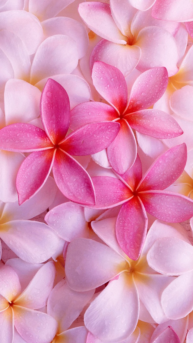 Flowers.jpg