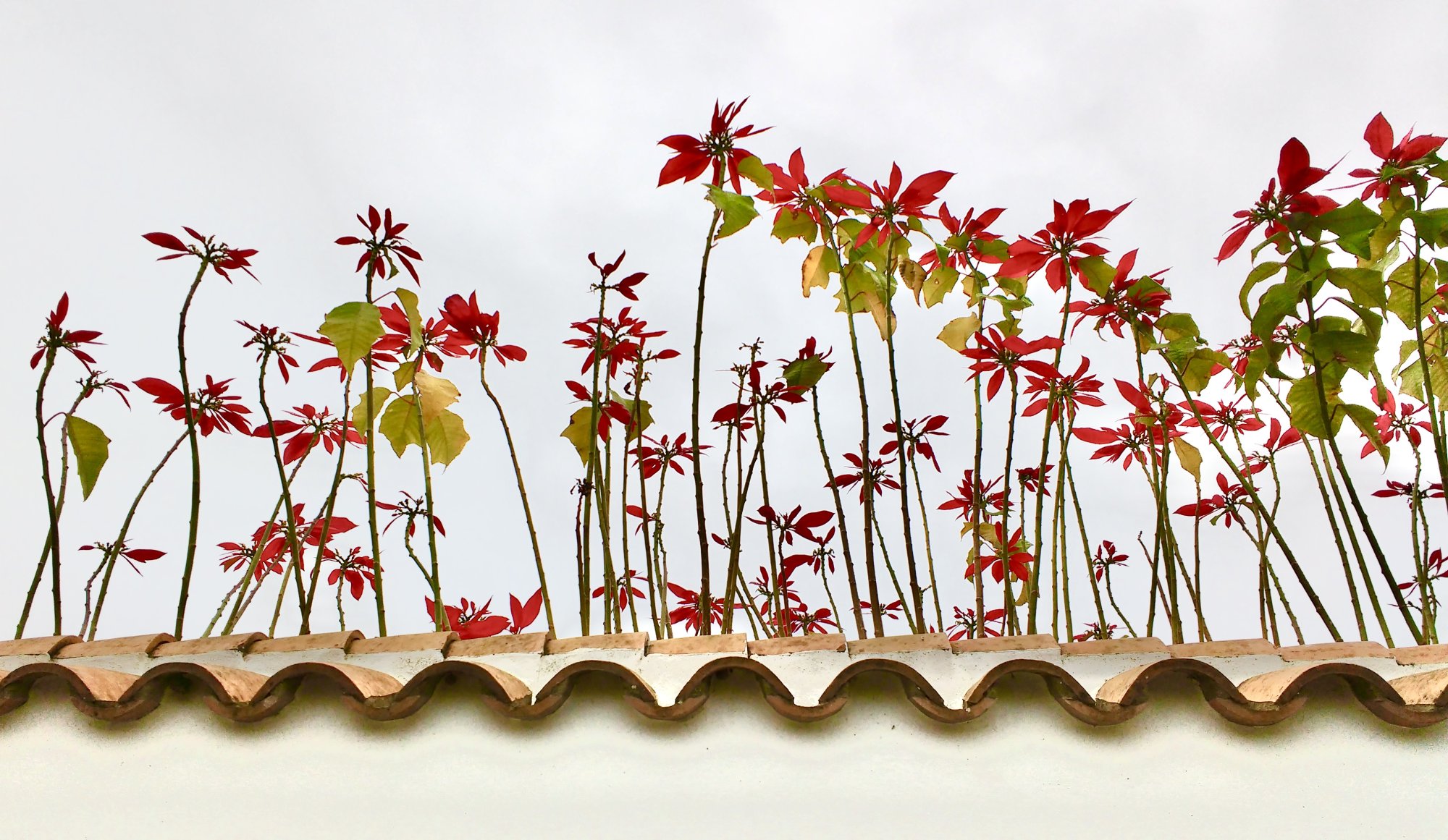 Flowers.jpg