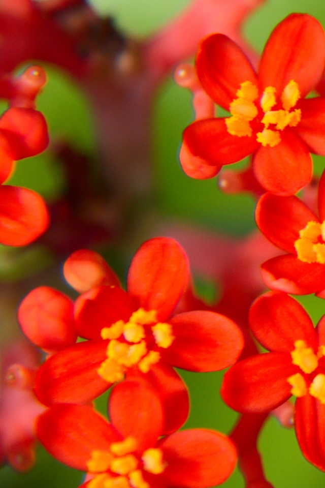 Flowers_wallpaper_by_teddybeermaniac.jpg