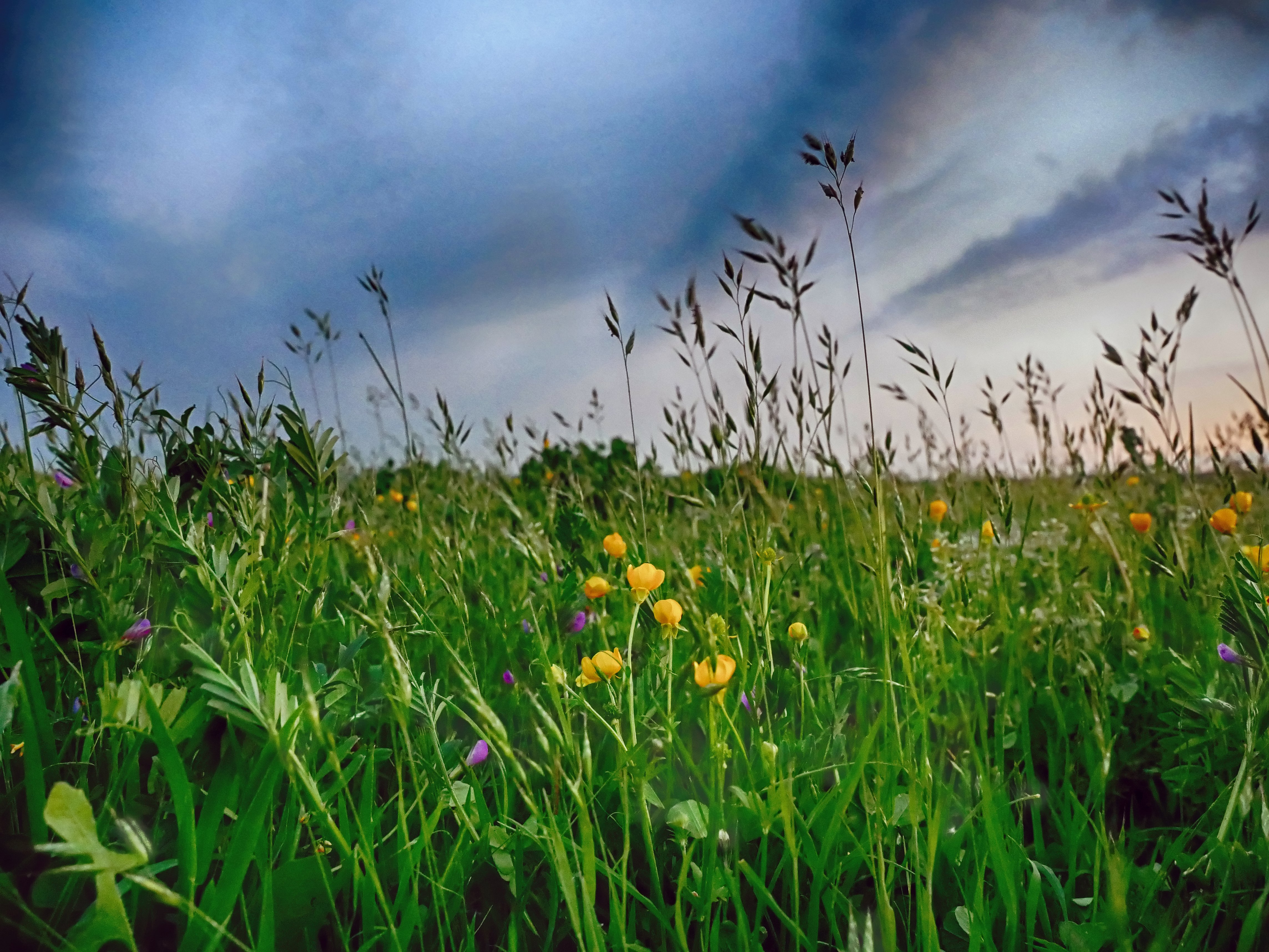 Flowery Meadow.jpg