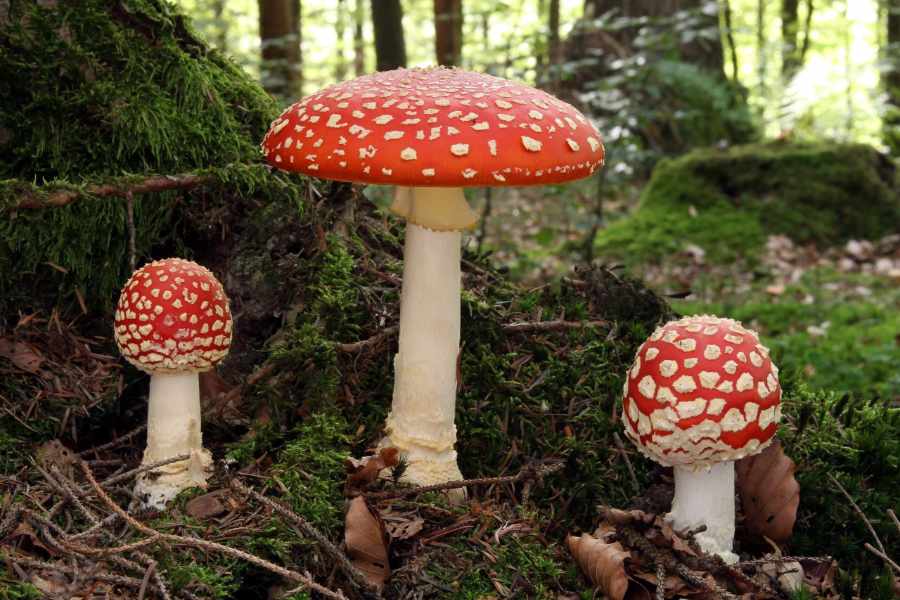Fly Agaric.jpg