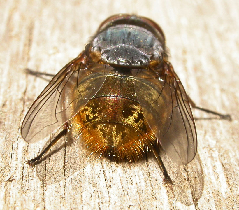 fly2.jpg
