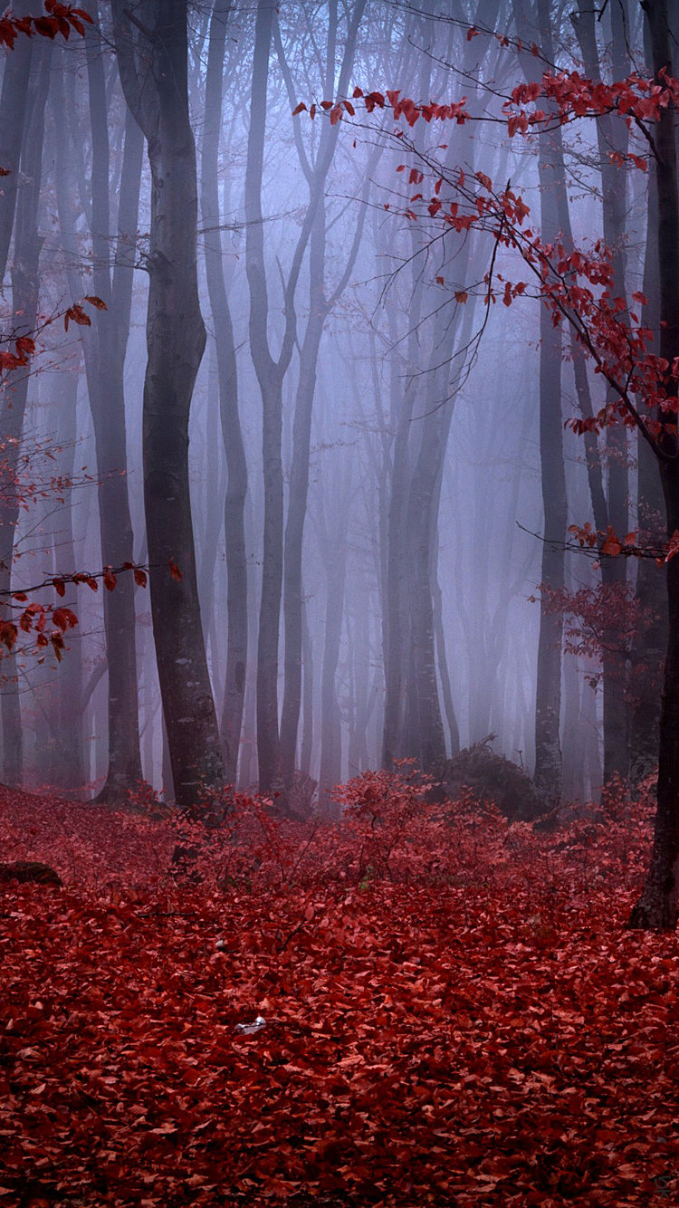 Forest 02.png
