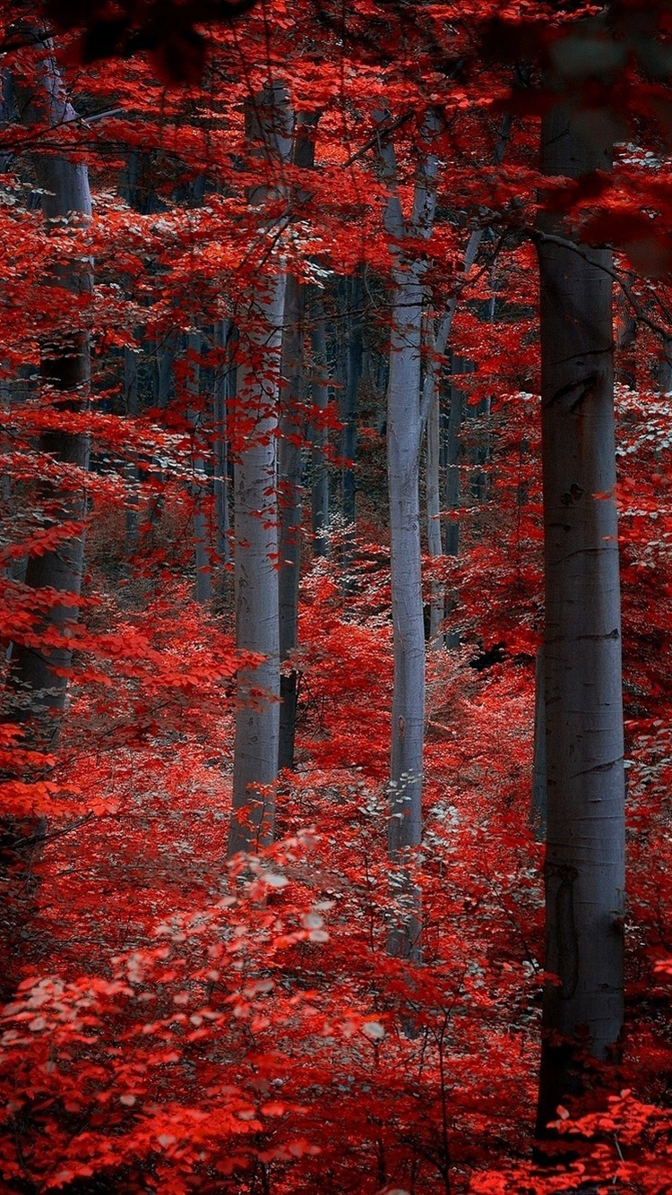 Forest 03.png