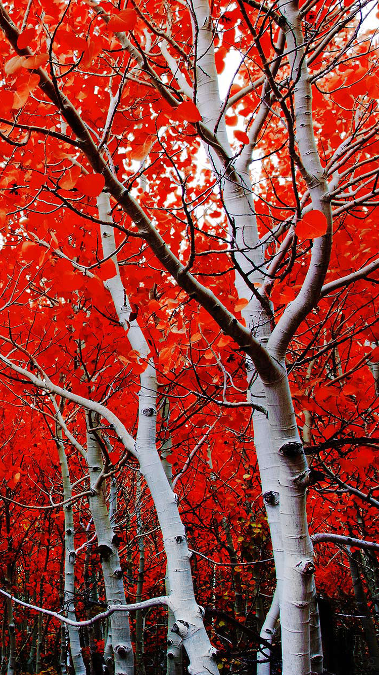 Forest 04.png