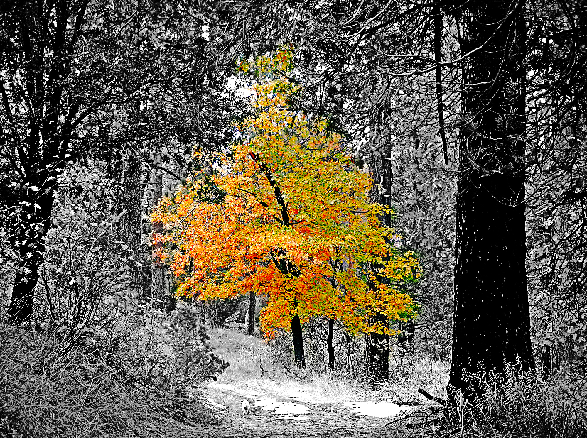 forest hike 2 copy xlcpop2x2.jpg