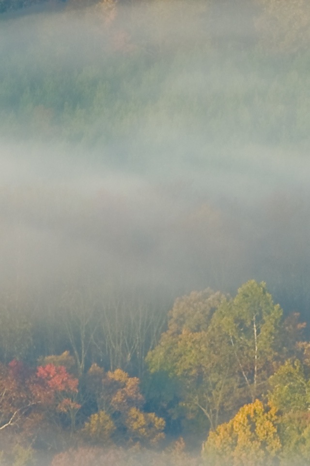 Forest in Mist.jpg