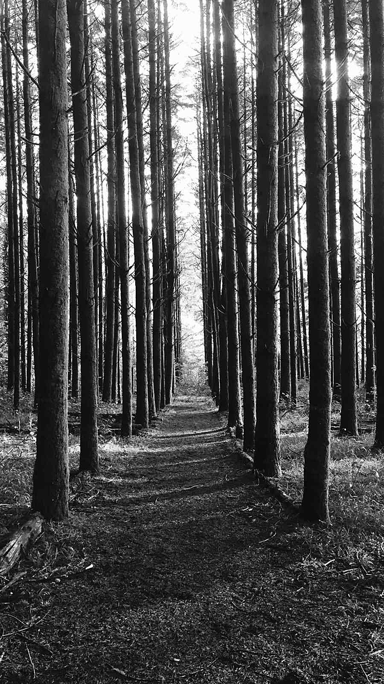 Forest Path 750.png
