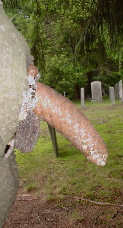 forestpenis.jpg