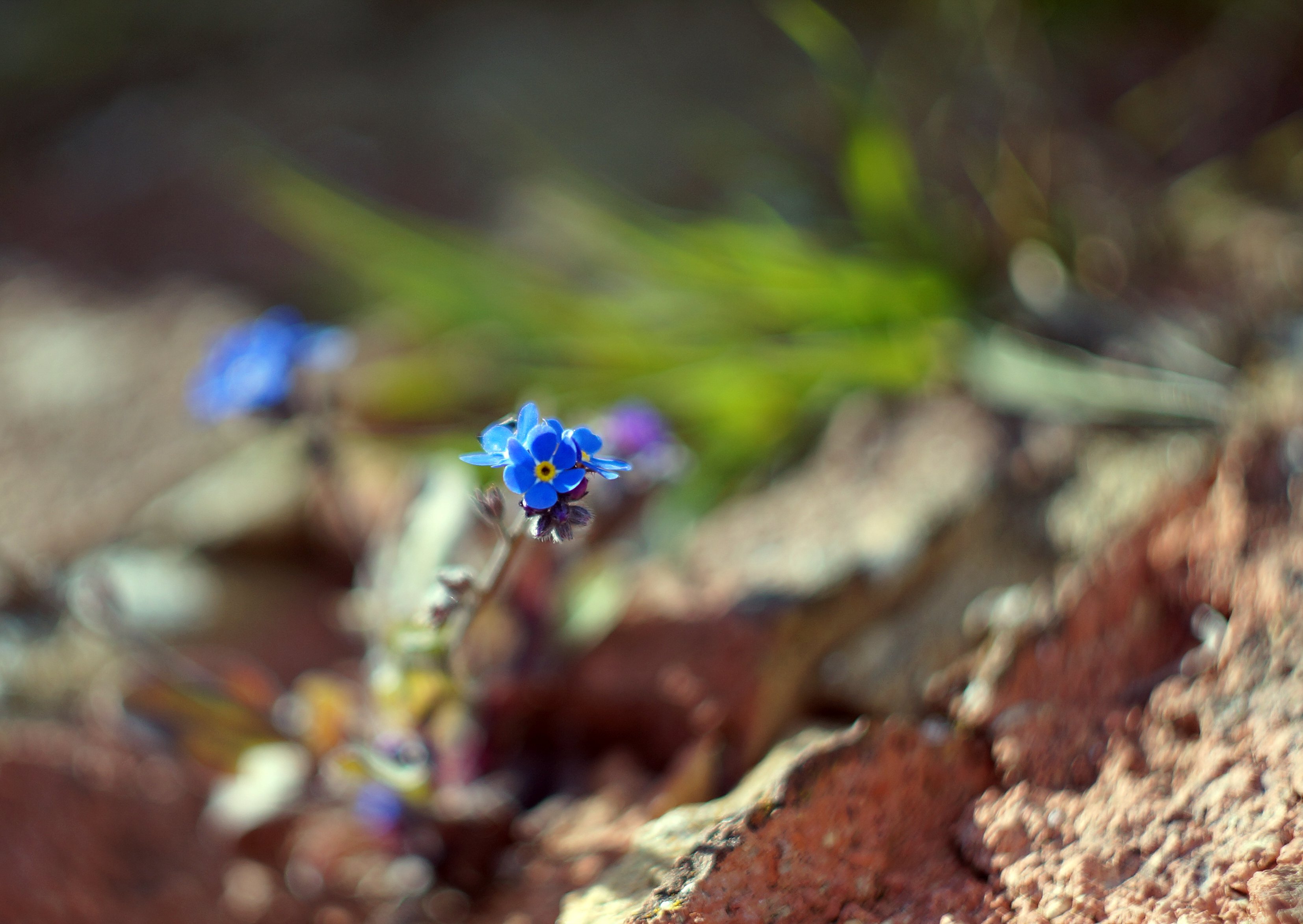 Forget-me-not.JPG