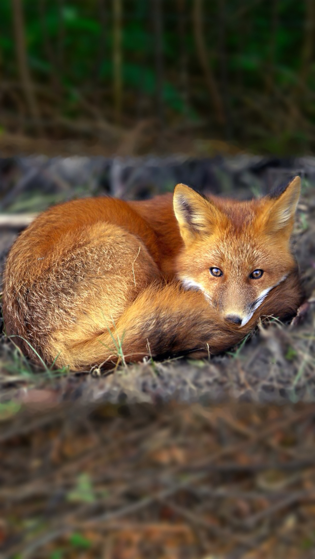 Fox 04.jpg