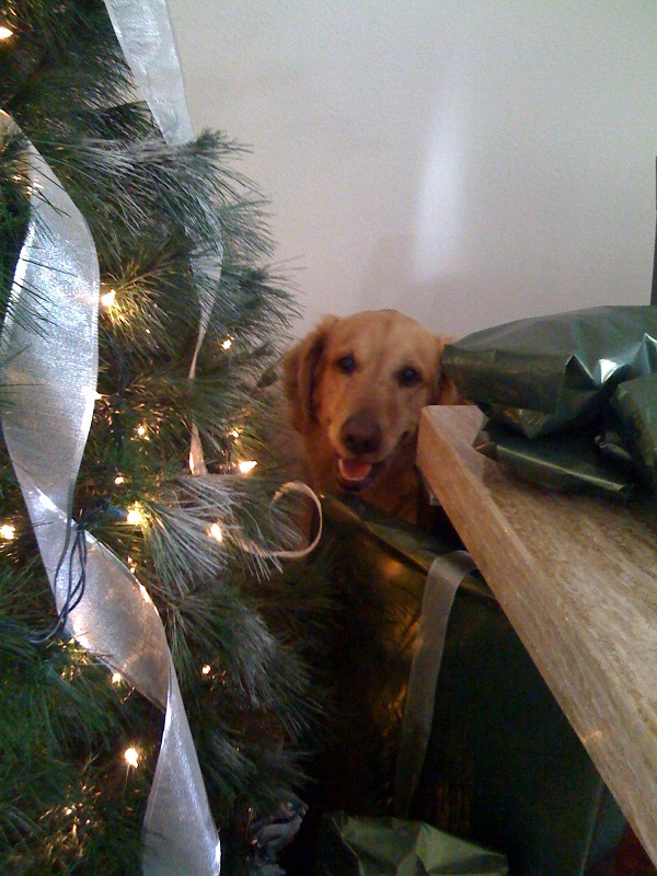 Freedom_xmas08.jpg