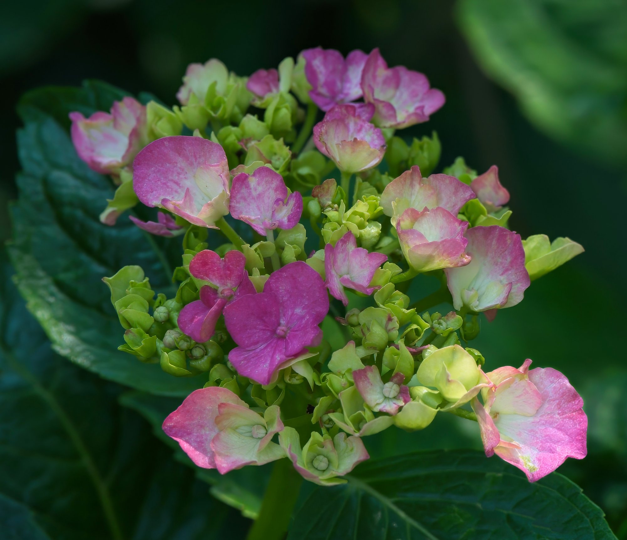 Fresh Hydrangea Blossoms.jpeg