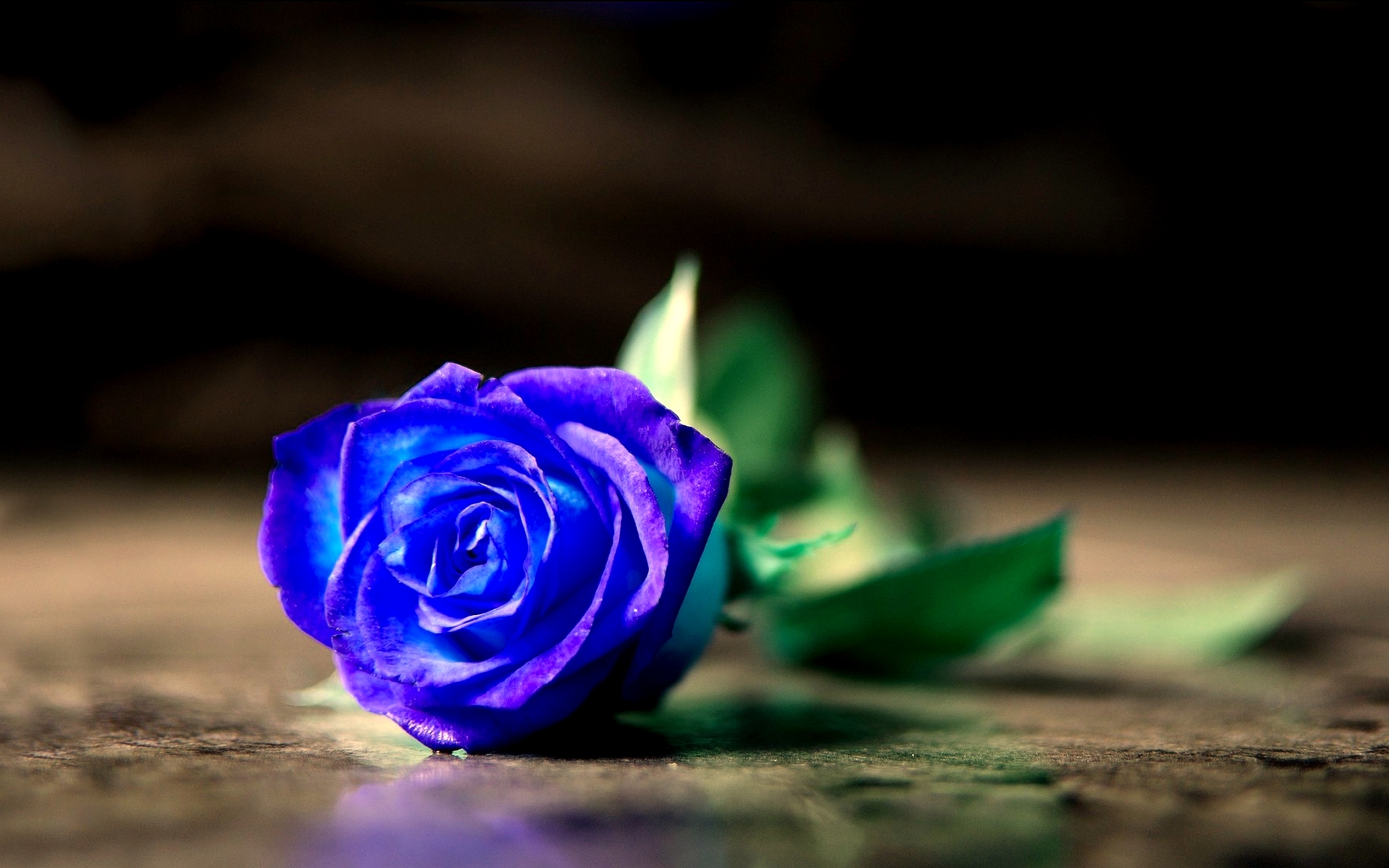 fresh_blue_rose.jpg