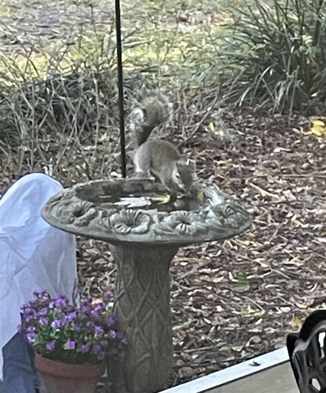 frozen birdbath.jpg