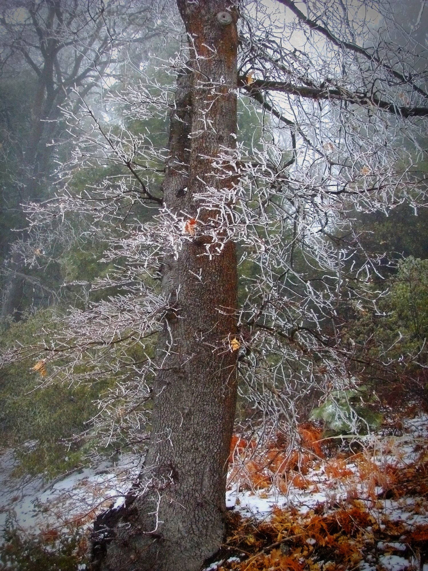 frozen oak xv.jpg