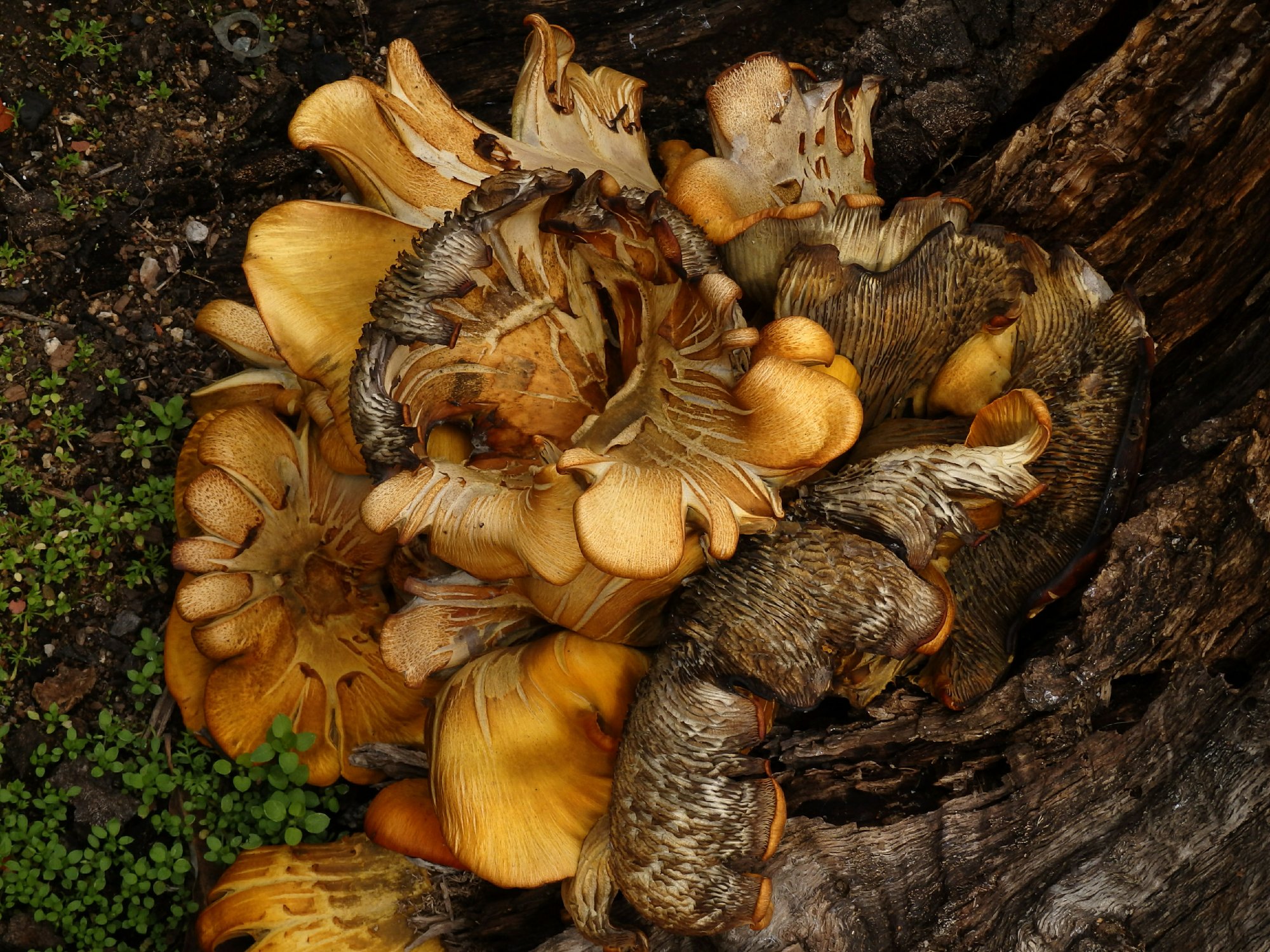 fungus _flower_.jpg