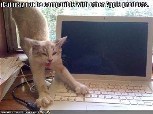 funny-pictures-cat-is-not-compatible-with-laptop.jpg