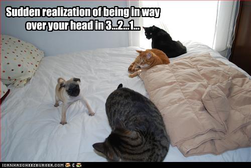 funny-pictures-cats-are-on-bed-with-dog.jpg