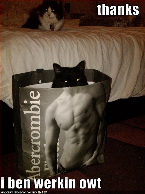 funny-pictures-your-cat-has-been-working-out.jpg.jpeg